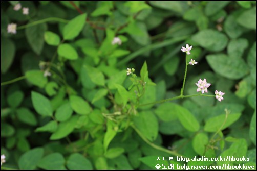 '며느리밑씻개'라는 이름으로 잘못 알려진 '사광이아재비'에 피어난 꽃. 아주 흔하게 볼 수 있는 들풀이다.