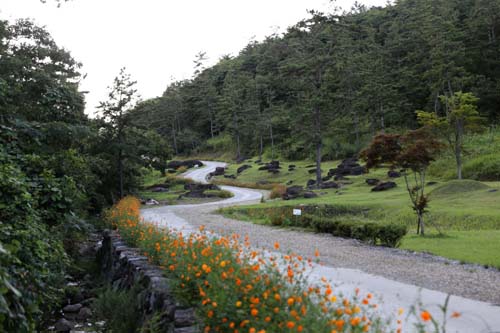 황화 코스모스와 어우러진 화순 고인돌공원. 산길을 따라 코스모스와 고인돌이 흩어져 있다.