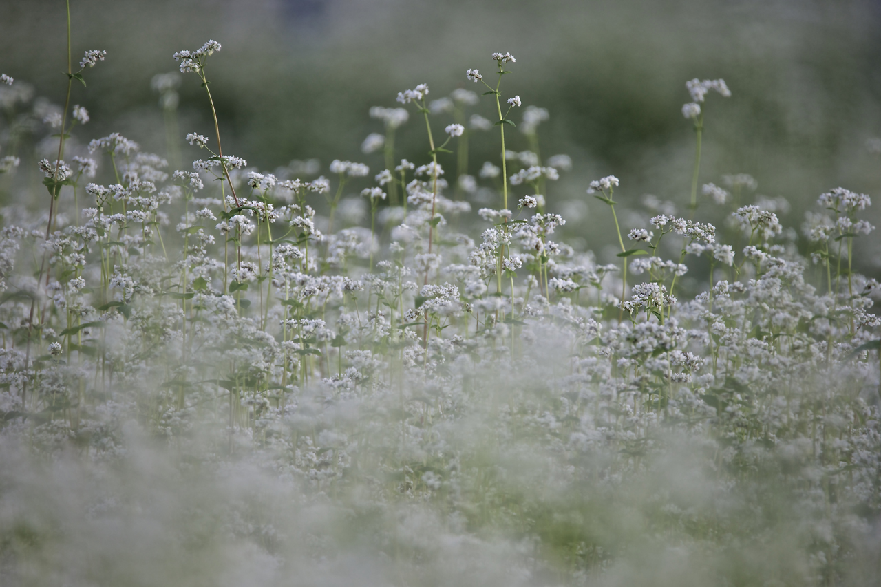 가을에 접어들면서 메밀꽃밭이 화들짝 피어나고 있다. 하얀 눈이 쌓인듯 강원도에 메밀들이 무성지게 피어나고 있다.