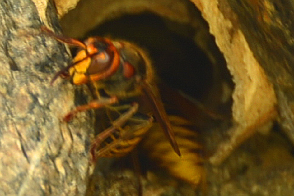 무시무시하게 생긴 장수말벌. 몸길이 3~4cm 크고, 머리는 황색이고 가슴은 흑갈색이며, 배마디에 황색 띠가 있다.