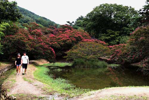 진분홍색의 배롱나무 꽃과 어우러진 명옥헌원림 풍경. 한 연인이 연못가를 따라 거닐며 풍광을 감상하고 있다.