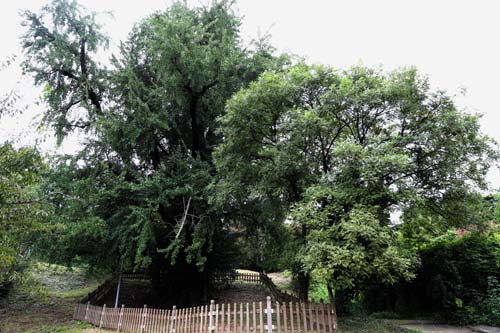 후산마을에 있는 은행나무 고목. 왕위에 오르기 전 인조가 이 마을에 사는 오희도를 만나러 왔다가 말고삐를 맨 나무로 알려져 있다. 전라남도 기념물 제45호로 지정돼 있다.