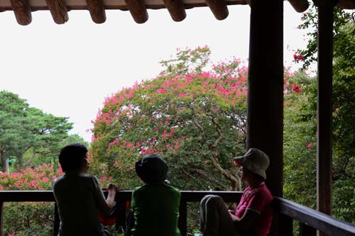 명옥헌과 배롱나무 꽃. 누정에 올라앉은 여행객들이 진분홍색의 배롱나무 꽃을 배경으로 이야기를 나누고 있다.