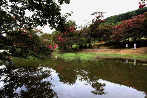 명옥헌원림의 연못에 반영된 배롱나무. 그 꽃길을 따라 여행객들이 원림의 아름다움을 느끼고 있다.