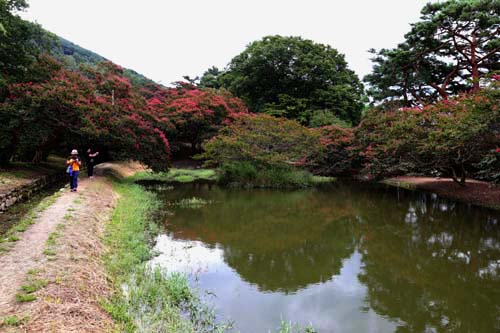 배롱나무 꽃과 어우러진 명옥헌원림 전경. 자연경관을 그대로 활용해 누정과 연못을 만들었다. 자연에 순응하는 정원이다.