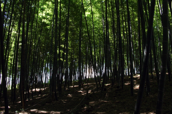 대나무숲의 음이온 발생량은 1,200~1,700개 정도다. 대나무숲 1ha당 1톤의 이산화탄소를 흡수하고 0.37톤의 산소를 내뿜어 뇌에서 알파파의 활동을 증가시켜 스트레스를 해소해준다. 

