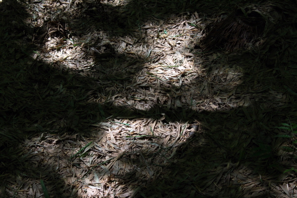 죽림 산책로에는 댓잎들이 폭신한 카펫처럼 깔렸다.
