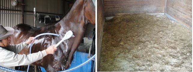           말을 탄 다음, 땀을 흘린 말을 물로 깨끗이 씻어줍니다. 마구간 바닥은 늘 깨끗하게 손질하고 대팻밥이나 왕겨를 깔아 주어야 합니다. 