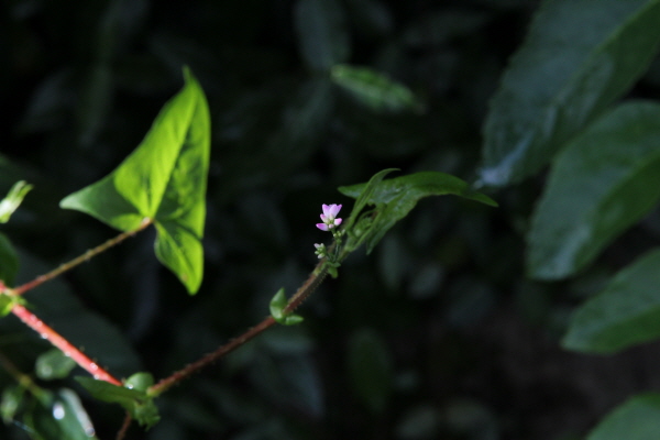 ‘사광이아재비’는 일제강점기 ‘며느리밑씻개’로 창씨개명된 우리 풀꽃이다.
