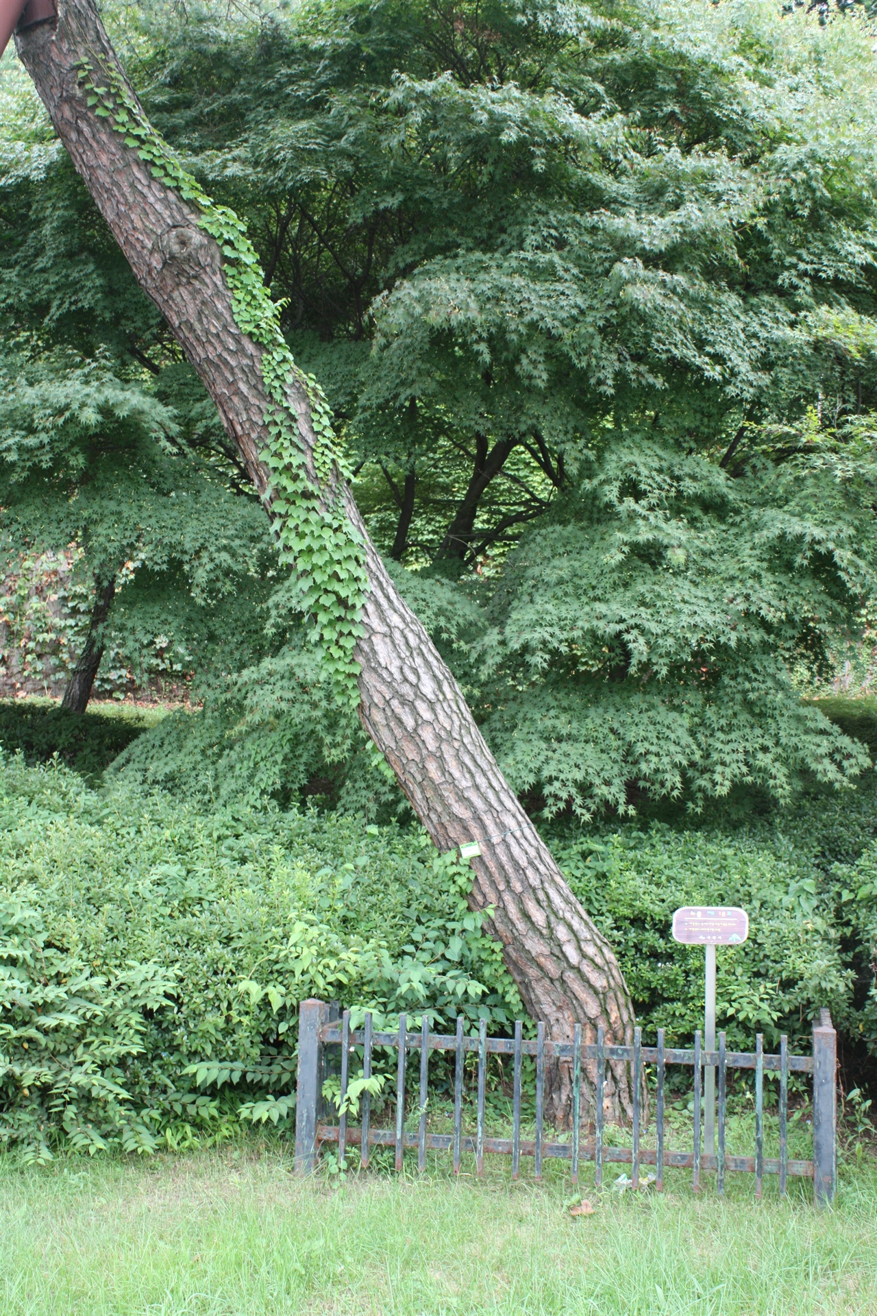 정조대왕때 심은 소나무, 보호수로 지정되어 보호받고 있다