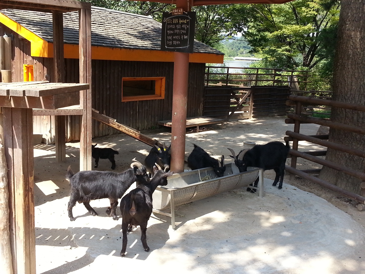 서울동물원의 흑염소
