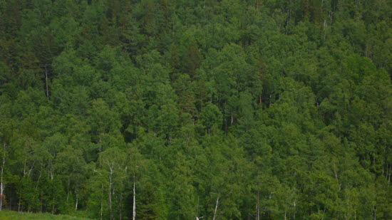러시아 숲을 이루고 있는 자작나무