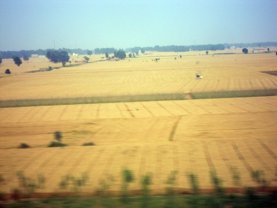 고속철 창문밖으로 바라본 끝없이 펼쳐진 밀밭 평야