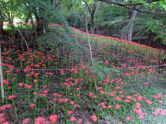 함평 용천사 꽃무릇동산. 붉은 색으로 장관을 이루고 있다.