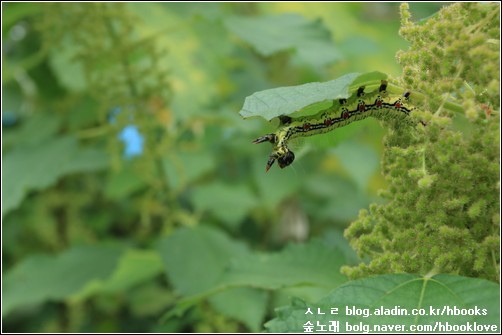 '검파랑줄무늬밤나방(암청색줄무늬밤나방)'이라는 긴 이름이 붙는 애벌레가 모시잎에 붙습니다.