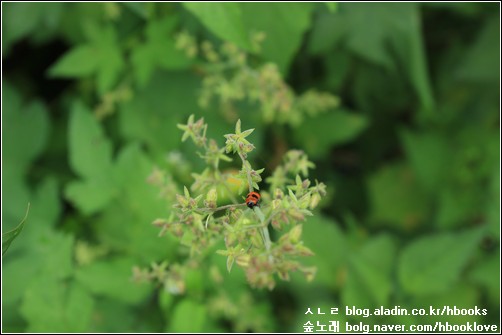환삼덩굴에 피어난 작은 꽃에 매달린 더 작은 무당벌레