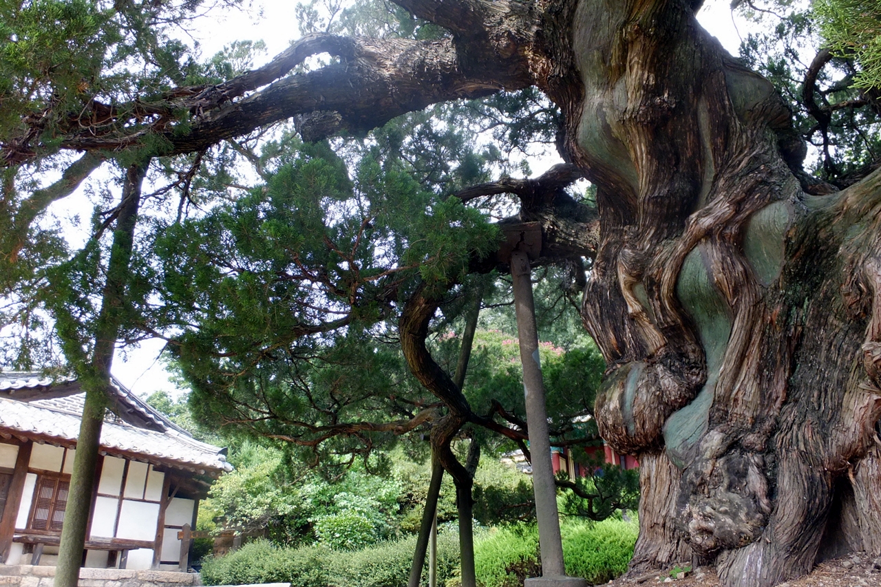 종가집의 오랜 역사를 전하는 노거수 향나무.