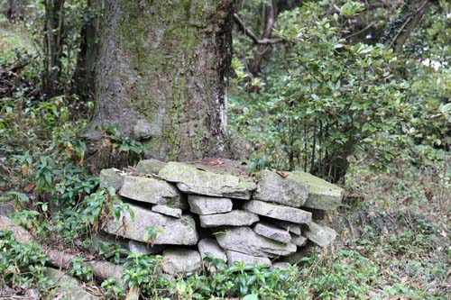 박지도의 숲길에서 만난 박지제당의 터. 큰 나무 아래에 돌이 그대로 쌓여 있다.