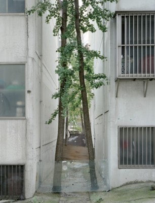 유리와 님이 찍은 '조경' 사진. 도시에서 '나무'가 어떻게 자라는가를 보여준다.