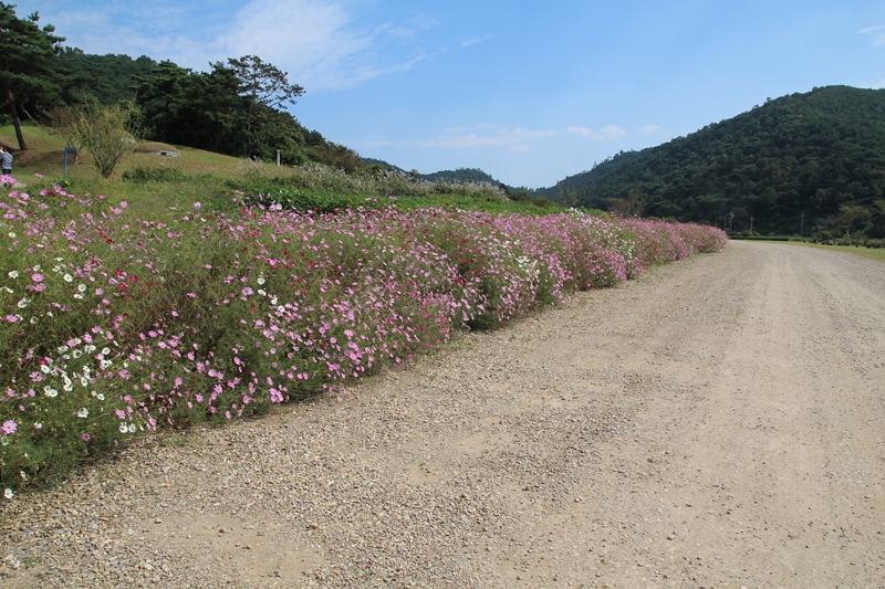 고인돌공원 길섶에는 하늘거리는 코스모스가 활짝 피었다. 
