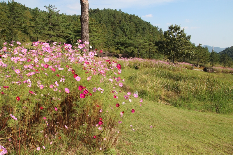 코스모스는 국화와 더불어 가을을 대표하는 꽃이다.
