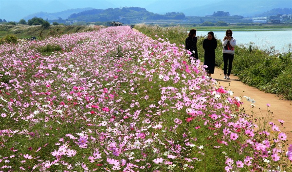  창원 주남저수지 코스모스길.