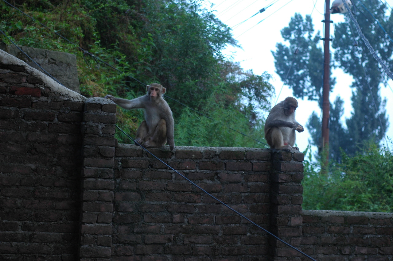 인도, 어딜가나 원숭이들이 극성을 부린다.