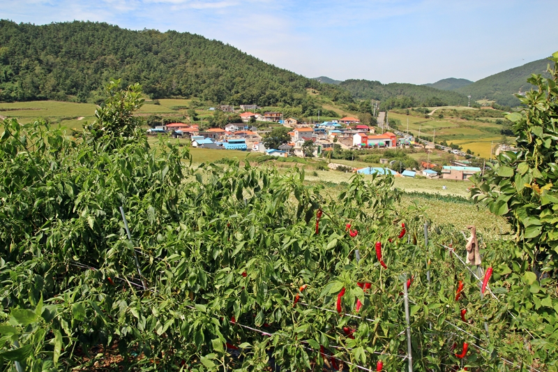 하얀 메밀꽃이 흐드러지게 핀 선학동 마을이다. 
