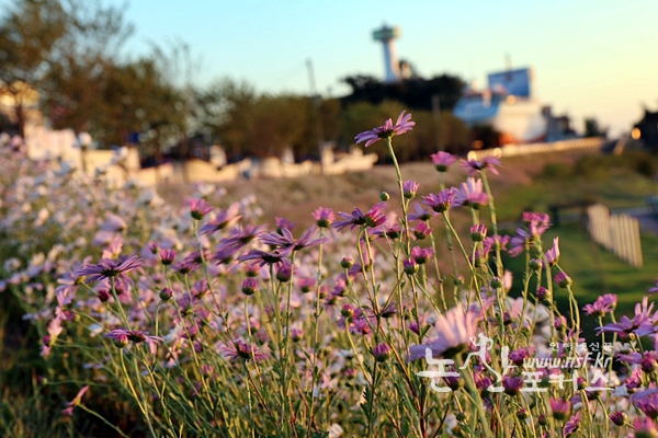 강경젓갈 축제장