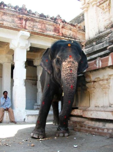 비루팍샤사원 안에서 코로 여행객의 머리를 쓰다듬는 잔재주를 보이며 푼돈을 구걸하는 코끼리. 측은했다.