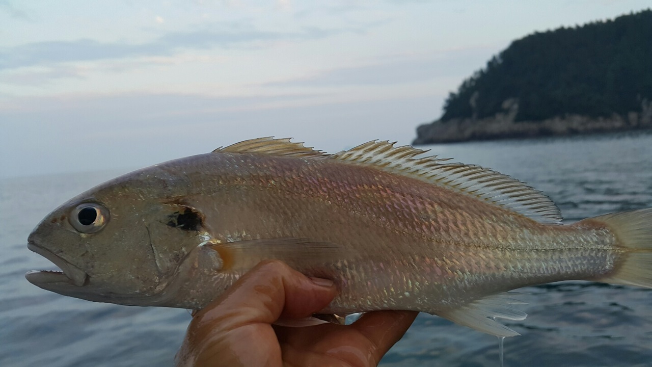  보구치라 불리는 백조기 회맛은 다금바리 못지않다.