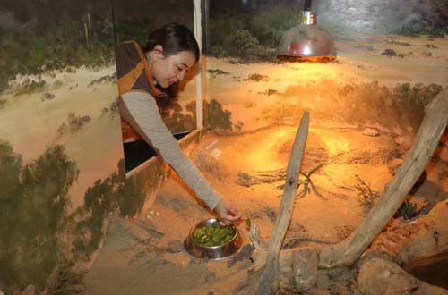 김지혜 씨가 사육사에서 턱수염도마뱀에 먹이를 넣어 주고 있다. 