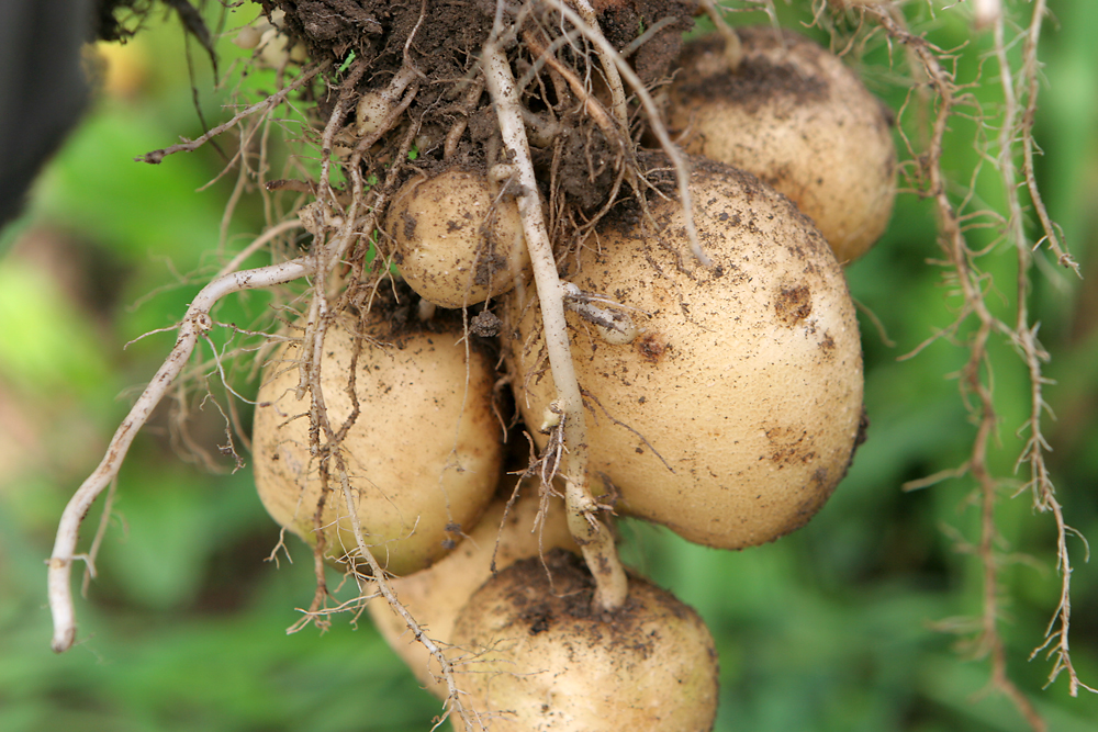 우리 텃밭에서 수확한 감자다.