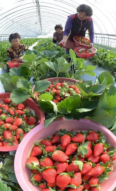 거창읍 딸기 수확.