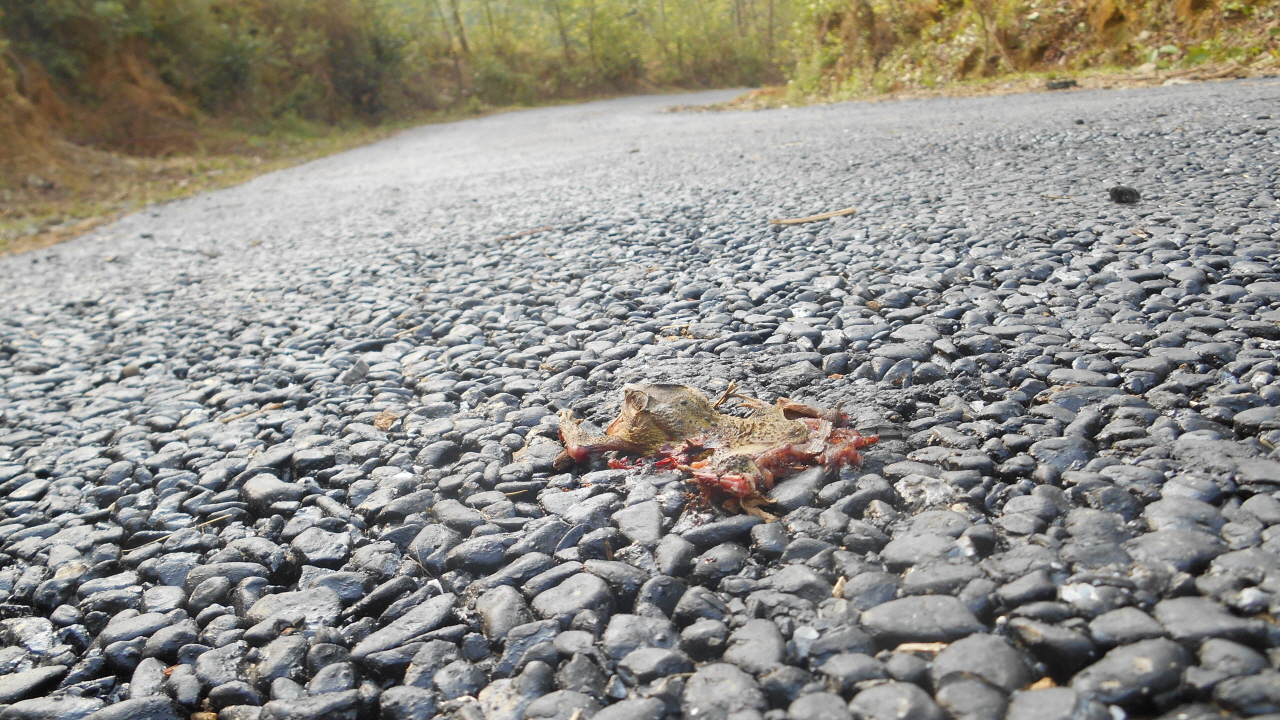 아스팔트 길 위에 죽어 있는 개구리.