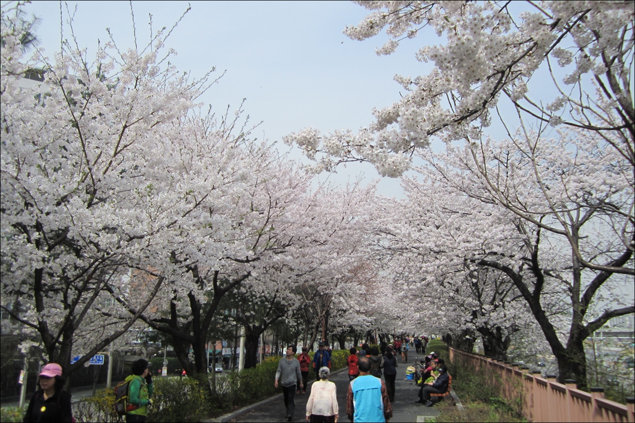 꽃피는 4월이면 벚꽃 터널이 만들어진다.