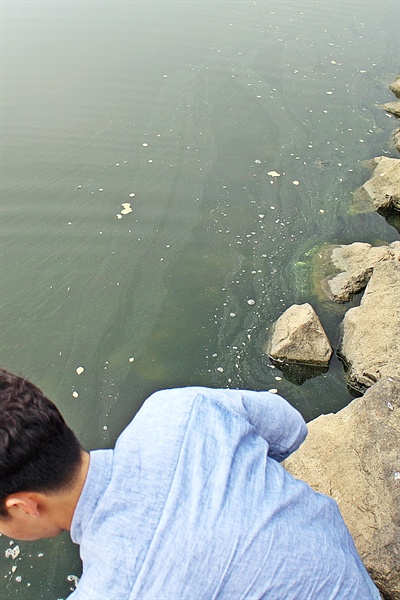 23일 물고기가 떼죽음을 당한 영산강 죽산보 하류에서는 가을임에도 녹조 현상을 발견할 수 있었다.
