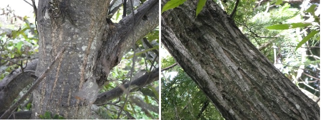            왼쪽이 재배하는 밤나무 줄기이고 오른쪽이 산밤나무 줄기입니다. 밤나무 줄기는 나이가 들수록 갈라집니다.
