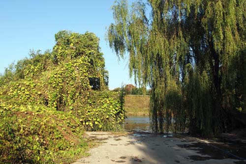 2009년 환경부에서 생태교란야생식물로 지정한 가시박이 버드나무를 뒤덮은경우(좌)와 그렇지 않은 버드나무(우): 탄천변 강남측