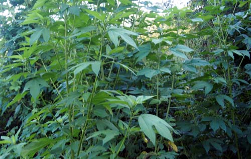 1999년 환경부에서 생태교란 야생식물로 지정한 단풍잎돼지풀