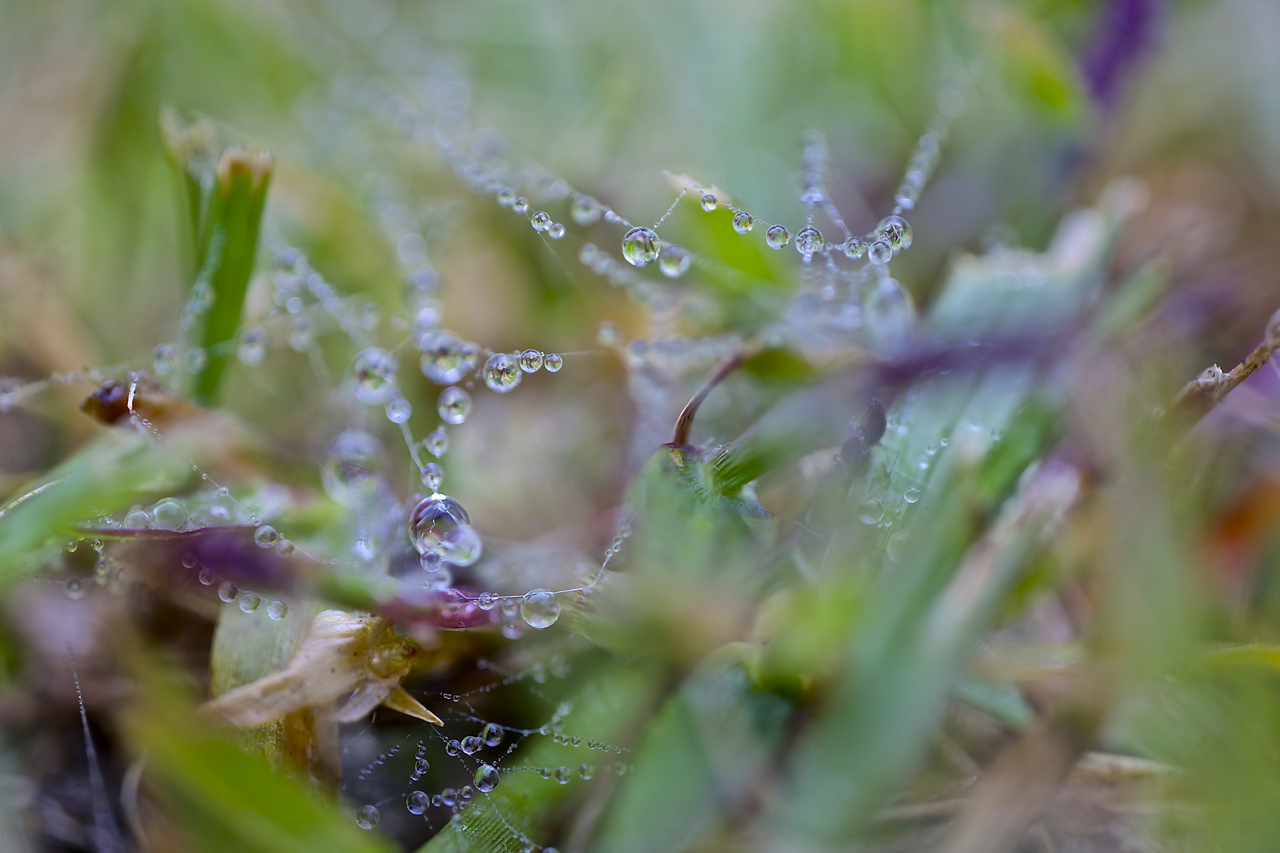 잔디에 맺힌 이슬, 거미줄도 이슬방울을 붙잡고 있다.