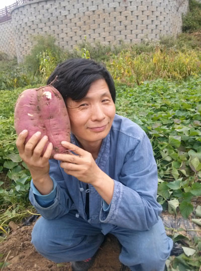  사진 속 고구마는 일상의 고구마보다 훨씬 크다. 농사를 짓다보면, 가끔  일탈의 상황이 생긴다. 이때 그 일탈은 우리에게 기쁨을 주고, 나눌 거리를 제공한다. 