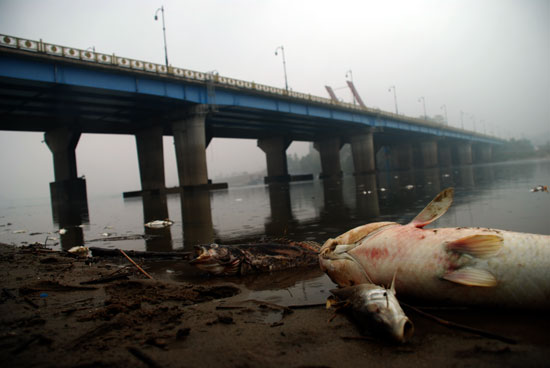 4대강 준공과 동시에 백제보 인근에서 시작된 물고기 떼죽음은 10일간 60만 마리 이상의 어류들이 죽어갔다. 사진은 2012년 10월 22일 부여대교 아래.