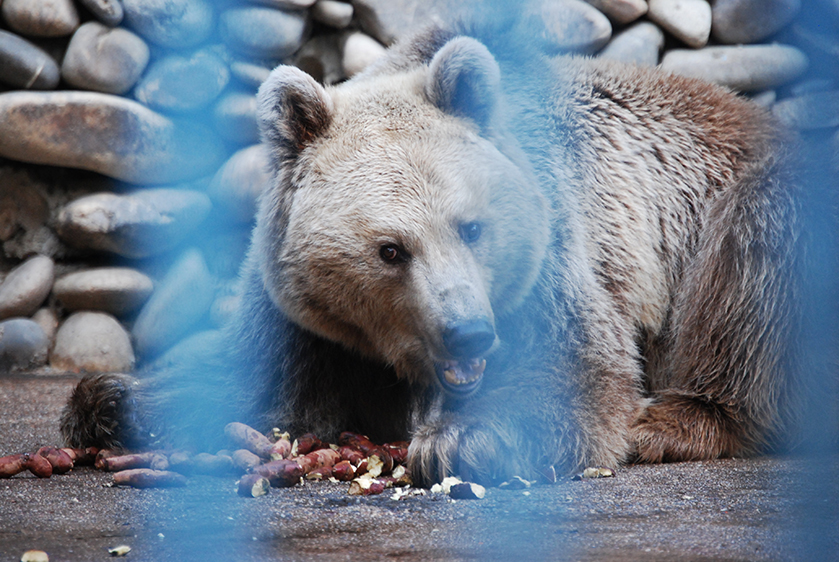 드림랜드에서의 마지막 식사를 하고 있는 불곰. 