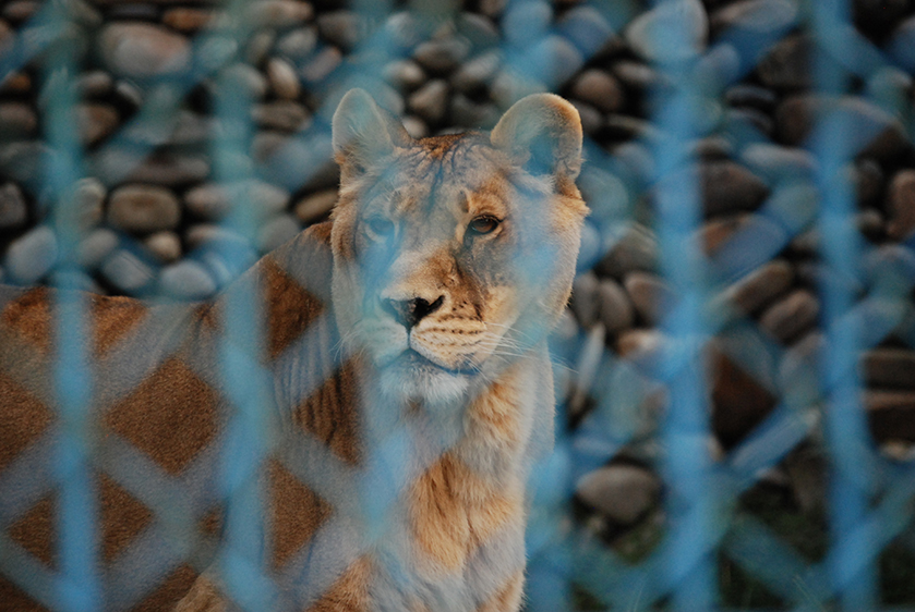 드림랜드에서의 마지막 날. 홀로 남은 사자는 다른 동물원으로 옮겨지게 되었다. 