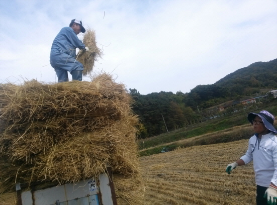 짚 수거 지금은 논바닥에 있는 짚들을 수거해서 경운기에 쌓아 올리는 중이다. 