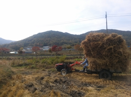 경운기 경운기의 세배가 되는 키의 짚단이지만, 흔든흔들 경운기는 잘도 간다. 고요한 가을 아침 들녘에 경운기 소리만 가득하다. 