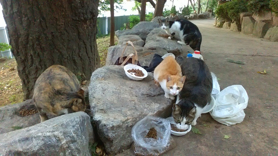 캣헬퍼 아주머니가 살뜰히 챙겨주시는 밥을 사이좋게 나눠 먹는 길고양이들.