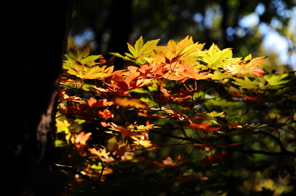 가을빛에 단풍잎이 맑게 빛나고 있다