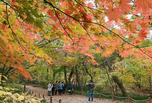  함양 상림공원 오색단풍.